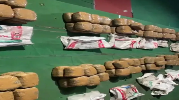 ગાંજાની હેરાફેરી માટે હવે પેડલરોએ અજમાવી નવી તરકીબ, નારિયળની નીચે છુપાવ્યો હતો ગાંજો