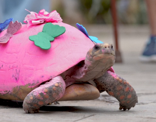 વેનેઝુએલાઃ સાન ફ્રાન્સિસ ઓફ અસીસના તહેવારની અનોખી રીતે ઉજવણી કરાઈ