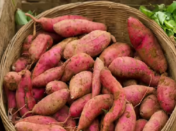 SWEET POTATO