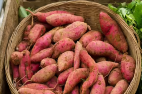 SWEET POTATO