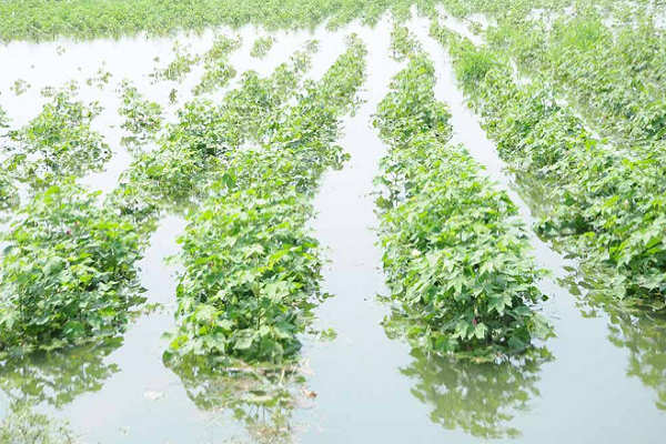 આંધ્રપ્રદેશમાં ભારે વરસાદથી 43 હજાર હેક્ટરથી વધુના પાક ધોવાયો