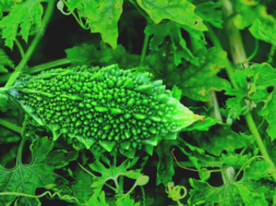 karela