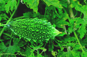 karela