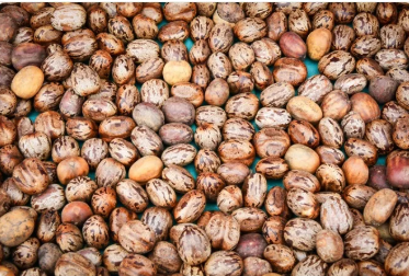 બાયો ટેરરિઝમઃ એરંડીયાની મદદથી બનાવવામાં આવતા ઝેરનો એન્ટીડોટ ન હોવાનો ખુલાસો