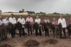 Damage to agricultural crops