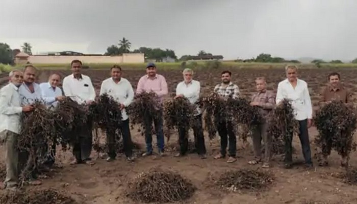 ભાવનગર જિલ્લામાં પાક નુકસાનીનો સર્વે પૂર્ણ, મગફળી અને કપાસના પાકને સૌથી વધુ નુકસાન