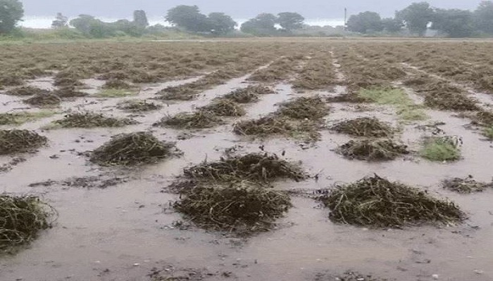 ગુજરાતમાં માવઠાને લીધે કૃષિપાકને થયેલા નુકસાન માટે 10 હજાર કરોડના વળતરની જાહેરાત