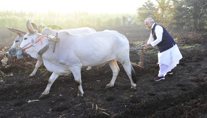 રાજ્યપાલે માણેકપુર ગામે પ્રાકૃતિક કૃષિ કરતા ખેડૂતના ખેતર પર હળ ચલાવ્યું