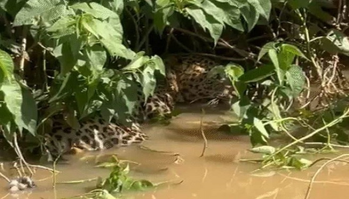 સાવલીના મોકસી ગામે શિકાર કરવા જતા દીપડો પાણીમાં ફસાયો, વન વિભાગે રેસ્ક્યુ કર્યું