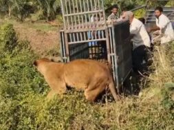 Lion rescued from well