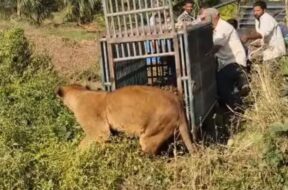 Lion rescued from well