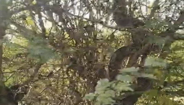 ભાવનગરના ઘોઘા નજીક મહાકાય અજગરે પશુનું મારણ કર્યા બાદ ઝાડ પર ચડી ગયો