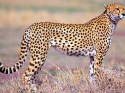 cheetah