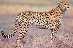 cheetah
