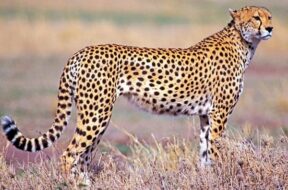 cheetah