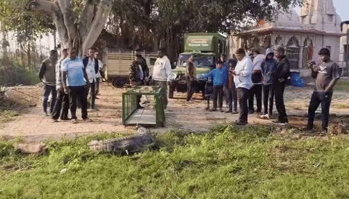 વડોદરાના વરણામા ગામે 10 ફુટના મગરનું ભારે જહેમત બાદ રેસ્ક્યુ કરાયુ