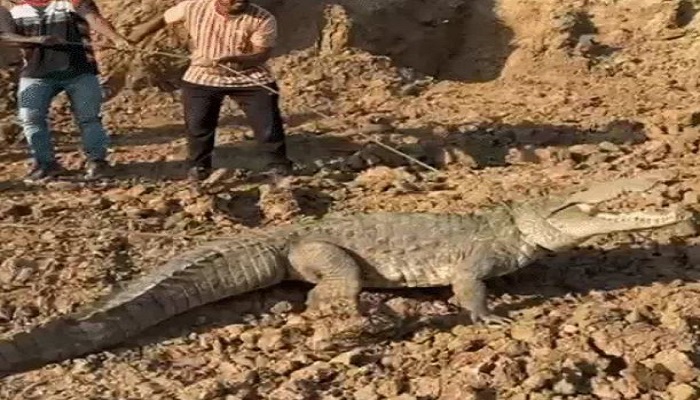 વડોદરા નજીક બુલેટ ટ્રેન પ્રોજેક્ટના ઊંડા ખાડામાં પડેલા 9.5 ફુટના મહાકાય મગરનું રેસ્ક્યુ કરાયુ