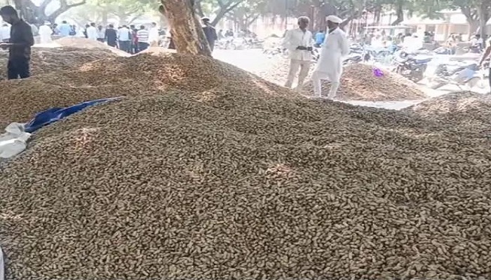 મહુવા માર્કેટ યાર્ડમાં મગફળીનો ભરાવો થતા ત્રણ દિવસ આવક પર પ્રતિબંધ