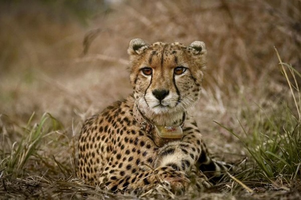 બોત્સવાના ભારતને 8 ચિત્તા સોંપશે