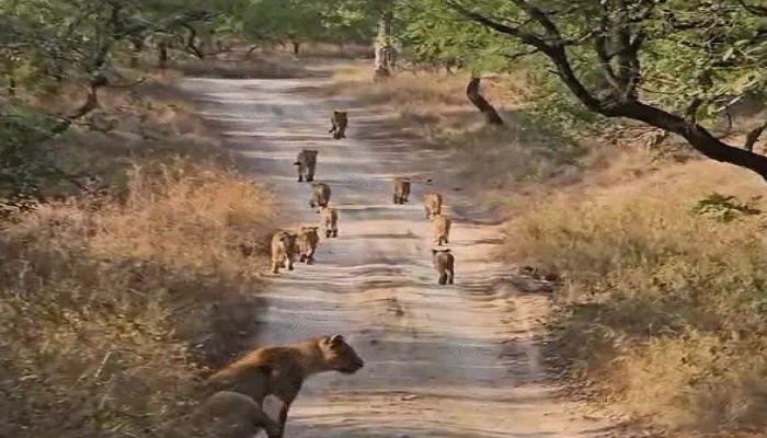 ગીરના અભ્યારણ્યમાં લટાર મારતા એક સાથે 11 સિંહ જોવા મળ્યા, પ્રવાસીઓ ઝૂમી ઊઠ્યાં