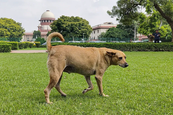 બસ-રેલ્વે સ્ટેશનો અને હોસ્પિટલ સહિતના જાહેર સ્થળો પરથી 8 અઠવાડિયામાં રખડતા કૂતરા દૂર કરાશે