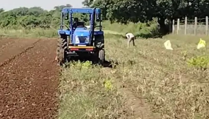 માવઠાને લીધે ડુંગળીના પાકમાં બાફીયો નામનો રોગ આવી જતા ખેડૂતોએ ઊભો પાક નાશ કર્યો