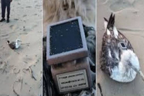 ભારતીય નૌકાદળના સેંસેટિવ વિસ્તારમાં ચીની GPS-સજ્જ દરિયાઈ પક્ષી મળી આવ્યું