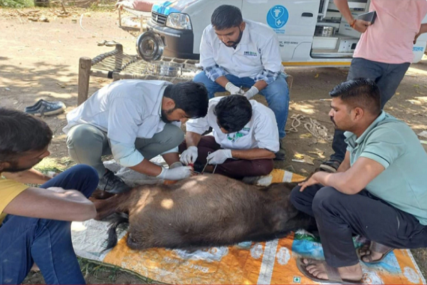 ગુજરાતઃ 5334 ગામોમાં 10712 પશુ સારવાર કેમ્પ યોજાયા, 5.40 લાખથી વધુ પશુઓને સારવાર અપાઈ