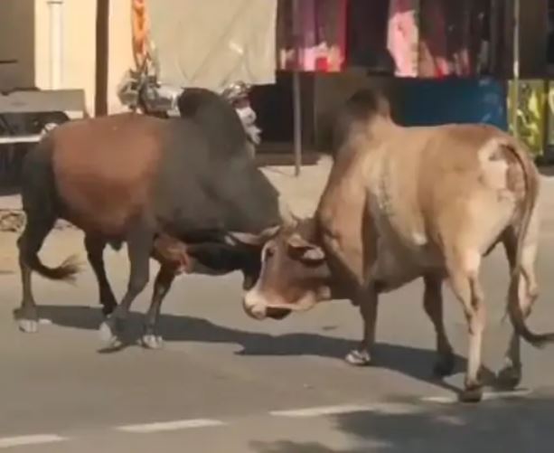 ભાવનગરના કાળિયાબીડમાં બે આખલા યુદ્ધે ચડ્યા, 20 મીનીટ સુધી મુખ્ય રોડને બાનમાં લીધો