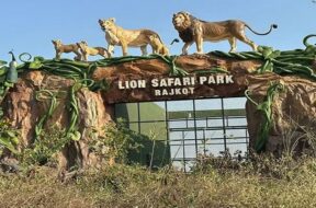 LION SAFARI PARK, RAJKOT