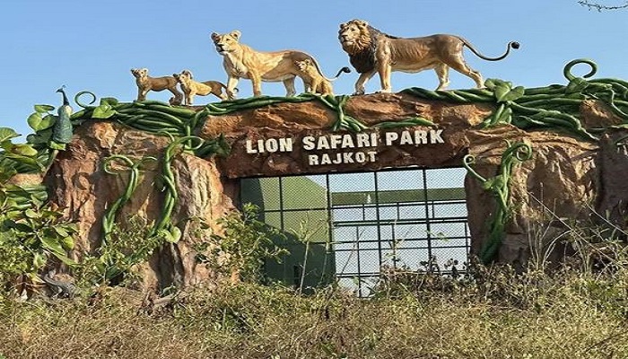રાજકોટમાં મીની સાસણ જેવા લાયન સફારી પાર્કને ઉનાળાના વેકેશન પહેલા ખૂલ્લો મુકાશે