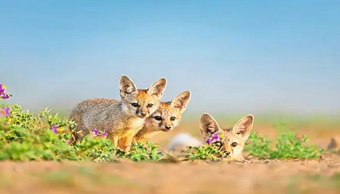 ખારાઘોડાના રણ વિસ્તારમાં દૂર્લભ ગણાતી રણલોંકડીનો વસવાટ, 3 વર્ષમાં વસતી વધીને 150ની થઈ