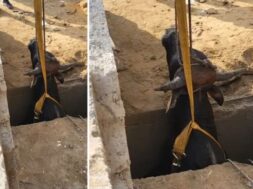 ભુજમાં ગાયનું રેસ્ક્યુ કરાયું