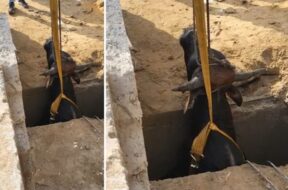 ભુજમાં ગાયનું રેસ્ક્યુ કરાયું