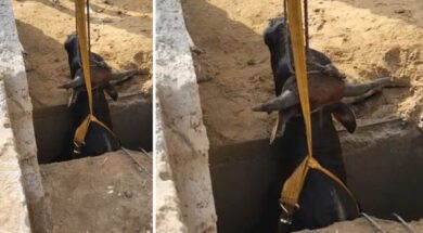 ભુજમાં ગાયનું રેસ્ક્યુ કરાયું