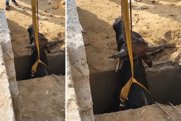 ભુજમાં પાણીના ટાંકામાં પડી ગયેલી ગાયને ગૌ સેવા સમિતિએ બચાવીઃ જુઓ વીડિયો