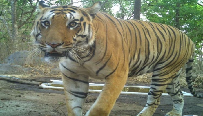 દાહોદના જંગલ વિસ્તારમાં વાઘે રહેઠાણ કરતા હવે સરકારે કેન્દ્ર સમક્ષ વાઘણની માગ કરી