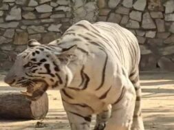 White tiger