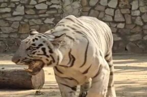 White tiger