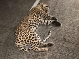 leopard dies