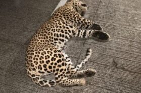 leopard dies