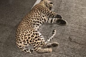 leopard dies