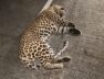 leopard dies