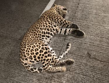 leopard dies