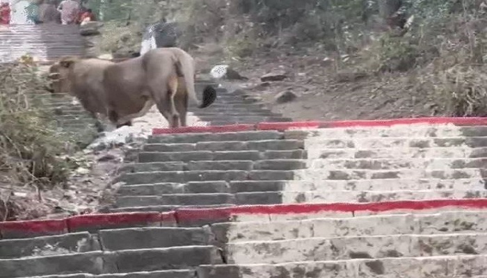 પાલિતાણામાં ગિરિરાજ શેત્રુંજી યાત્રાના માર્ગ પર અચાનક સિંહ આવી જતા પ્રવાસીઓ ગભરાયા