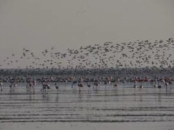 Migratory birds