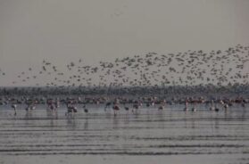 Migratory birds