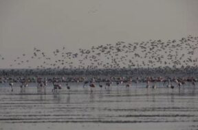 Migratory birds