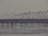 Migratory birds
