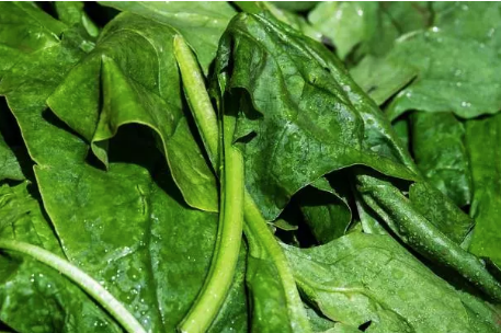 કેલ્શિયલની કમીને દૂર કરવા માટે પાલકને ભોજનમાં કરો સામેલ, હાડકા થશે મજબૂત